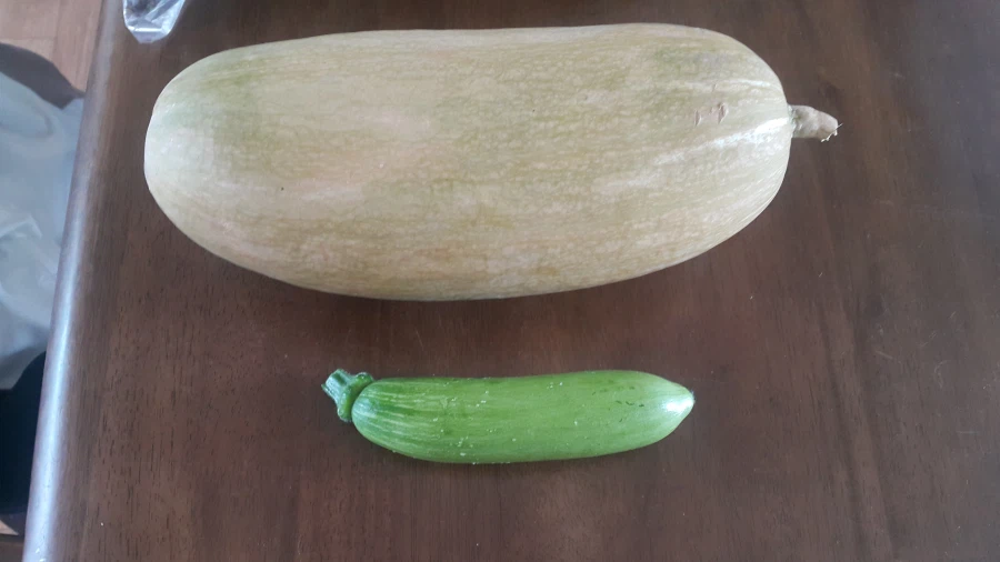 애호박을 최대로 키우면 이렇게 됨.jpg_1.webp