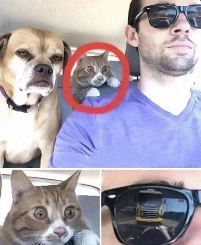 고양이 동공이 커진 이유_1.webp