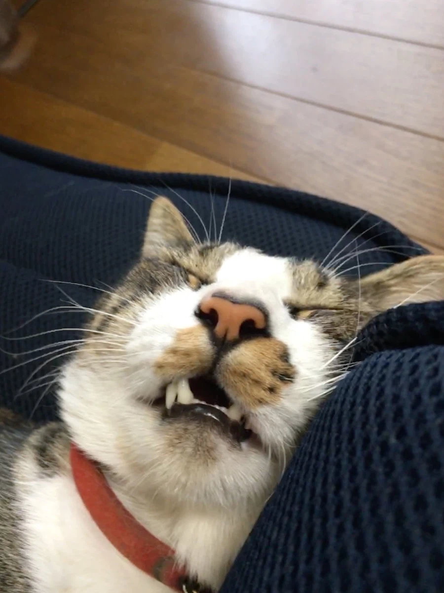 단1년 동안의 확대.jpg_3.webp