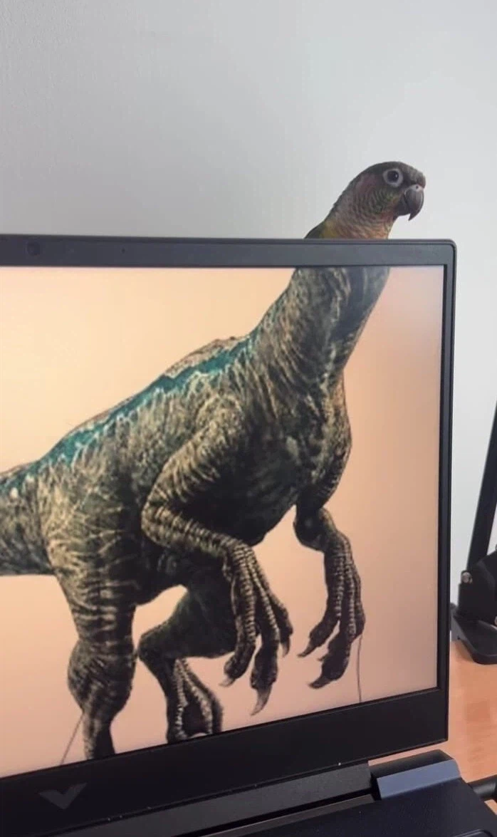 새가 공룡인 이유_1.webp