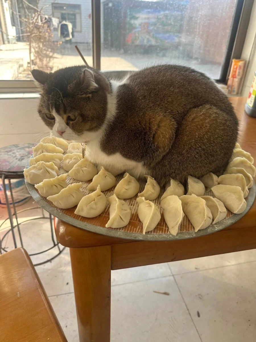 집사가 빚은 만두위에 올라간 냐옹이..._2.webp