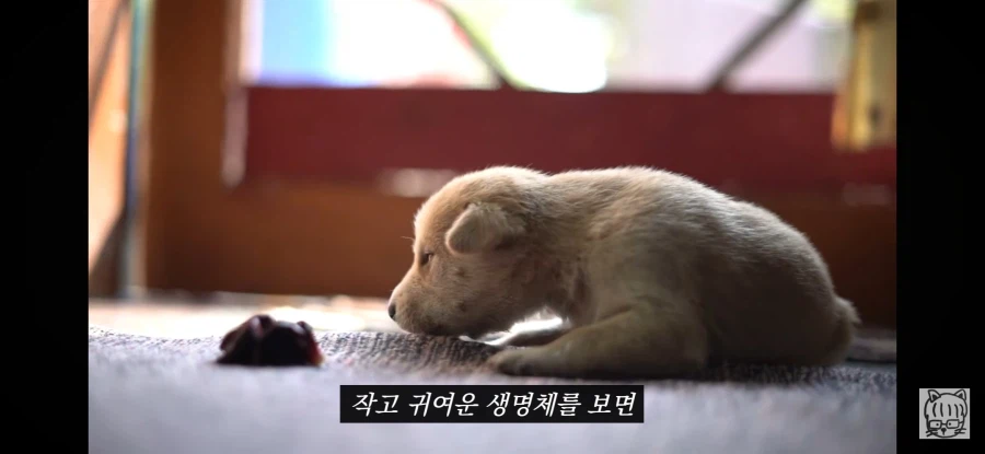 귀여움이 업무효율을 끌어올린다_17.webp