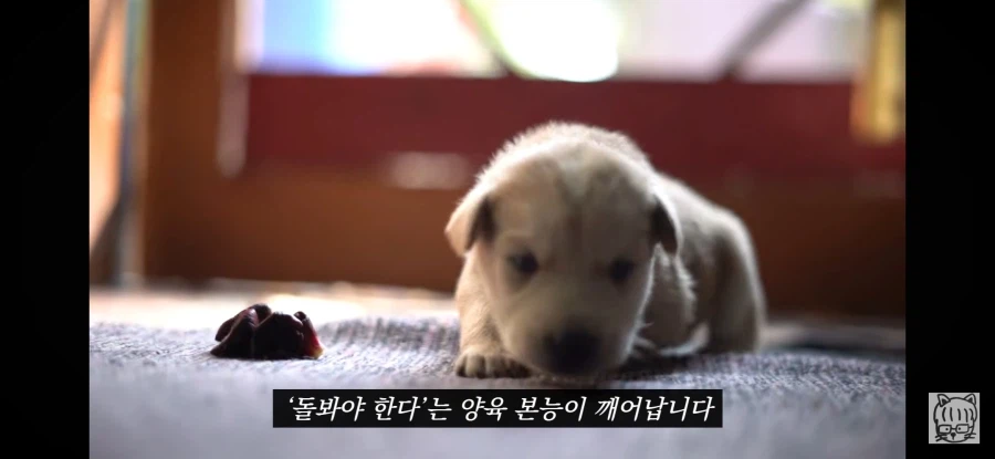 귀여움이 업무효율을 끌어올린다_18.webp