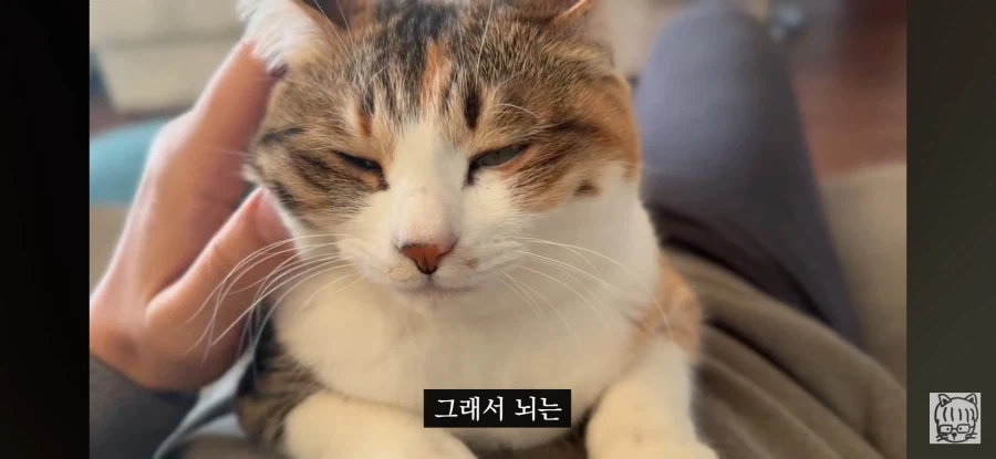 귀여움이 업무효율을 끌어올린다_21.webp