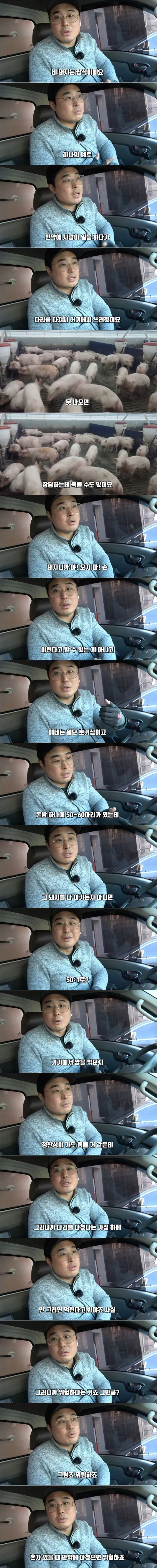 돼지 농장에서 사람 뼈가 종종 발견되는 이유_2.webp