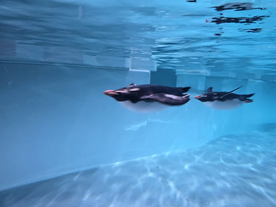 펭귄이 똥먹는거 본적있어?_1.webp