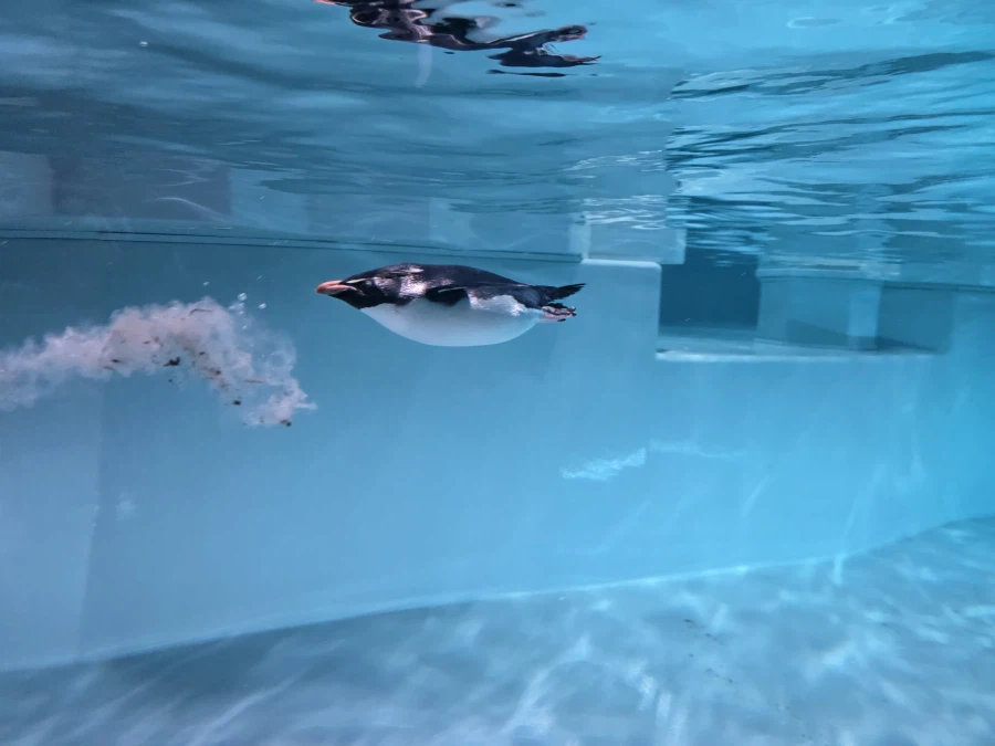 펭귄이 똥먹는거 본적있어?_2.webp