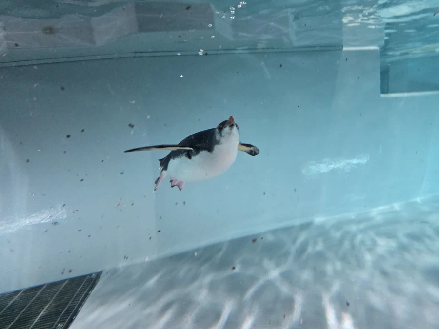 펭귄이 똥먹는거 본적있어?_3.webp