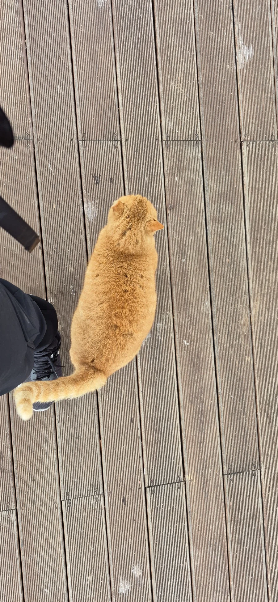 대학 병원 근처 서식하는 ↗냥이_1.webp