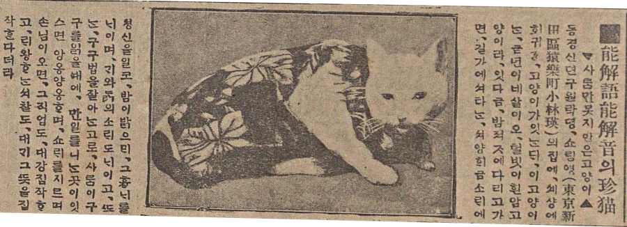 사람의 말과 소리를 이해할 줄 아는 진기한 고양이_1.webp