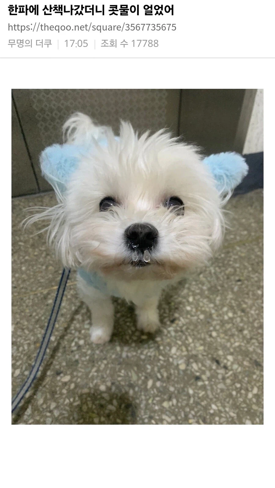 한파에 산책나간 강아지_1.webp