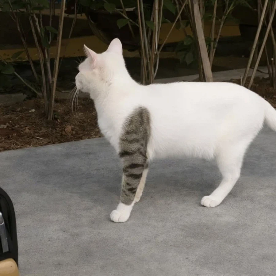 윈터솔저 고양이_1.webp