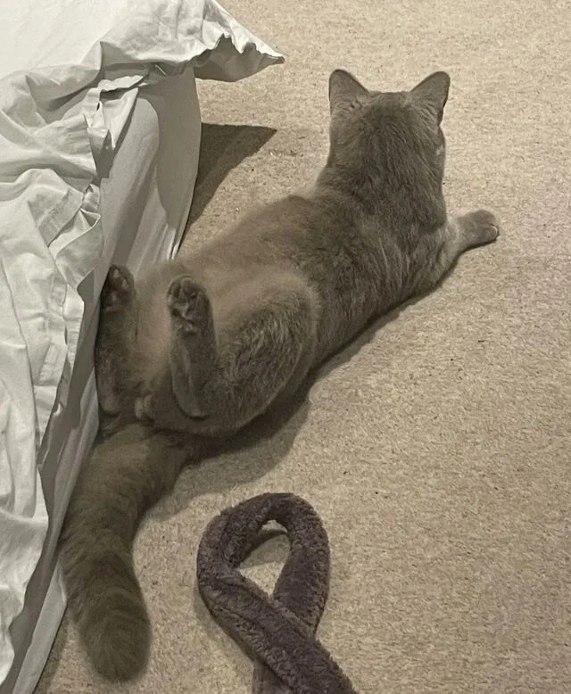 저주 받은 짤 모음_18.webp