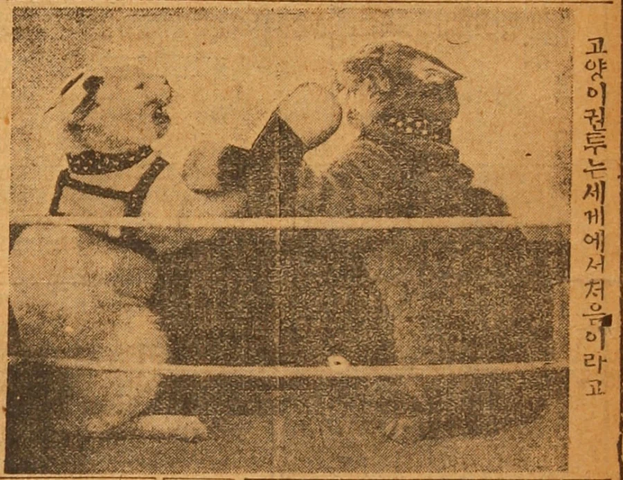 고양이 권투는 세계에서 처음이라고_1.webp