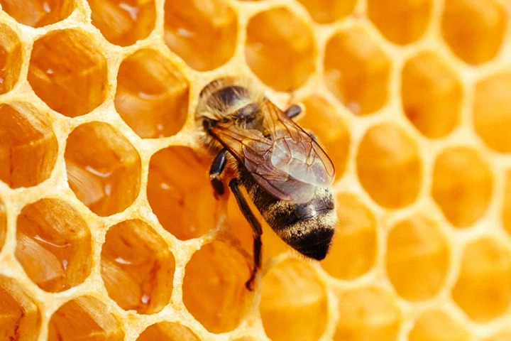 사실 벌집은 원형임.jpg_1.webp