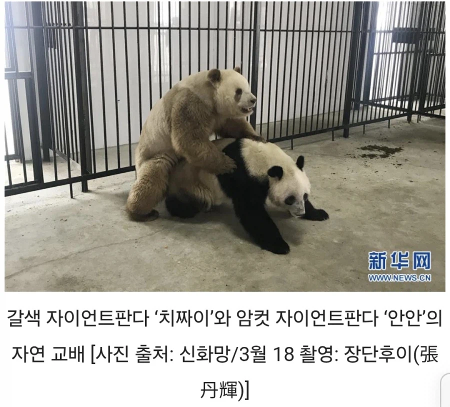 암컷 판다가 울면? 앙앙.jpg_1.webp