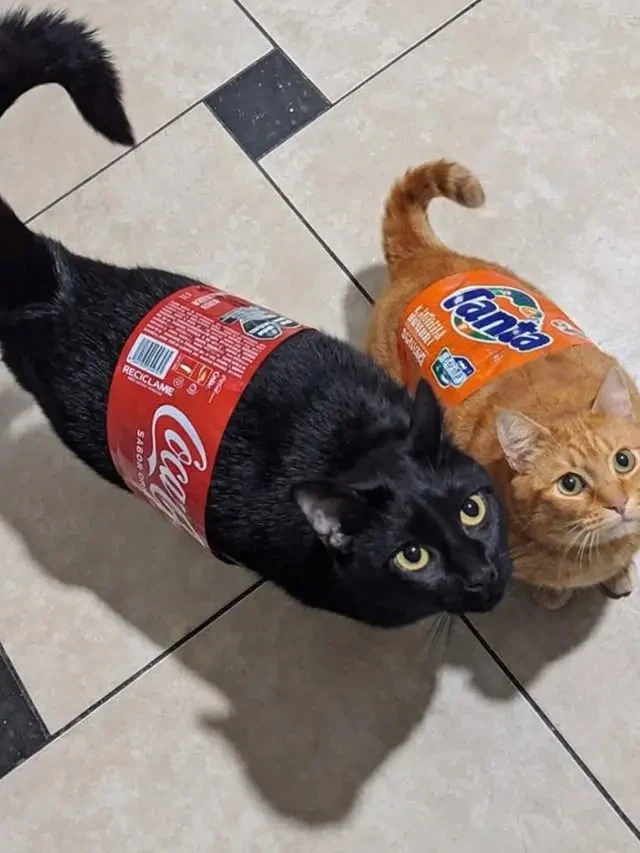 콜라와 환타_1.webp