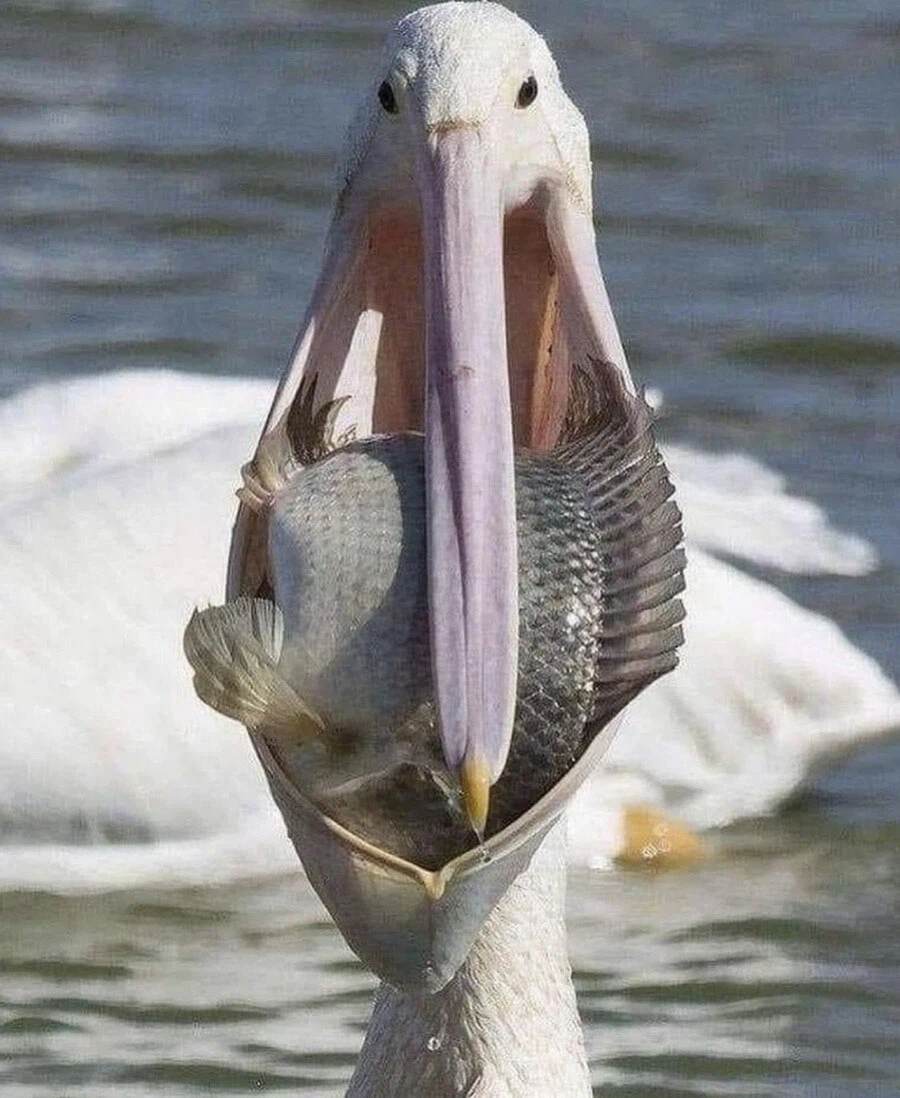 뭐든지 최선을 다하는 새.jpg_1.webp