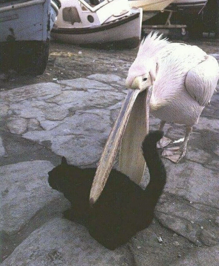 뭐든지 최선을 다하는 새.jpg_2.webp