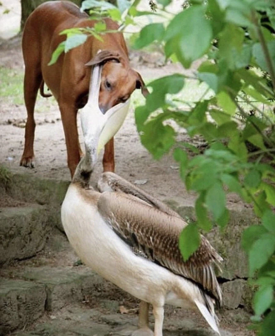 뭐든지 최선을 다하는 새.jpg_3.webp