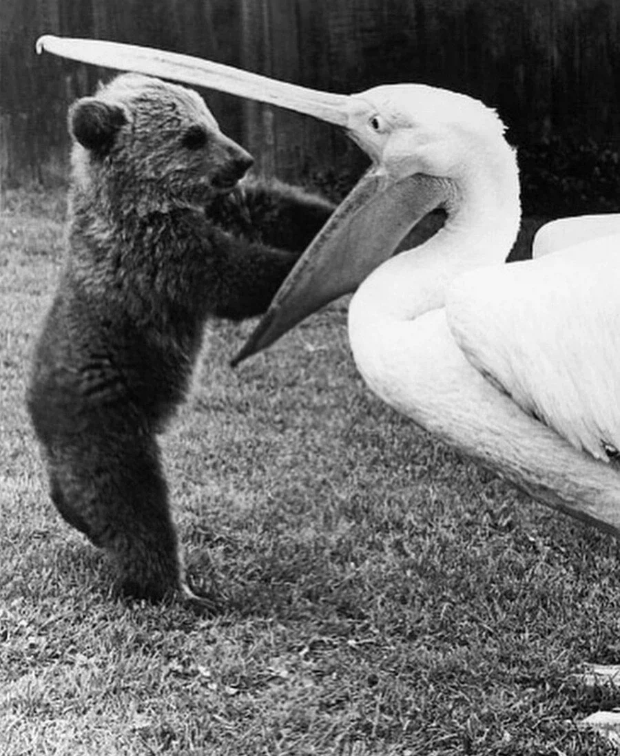 뭐든지 최선을 다하는 새.jpg_4.webp