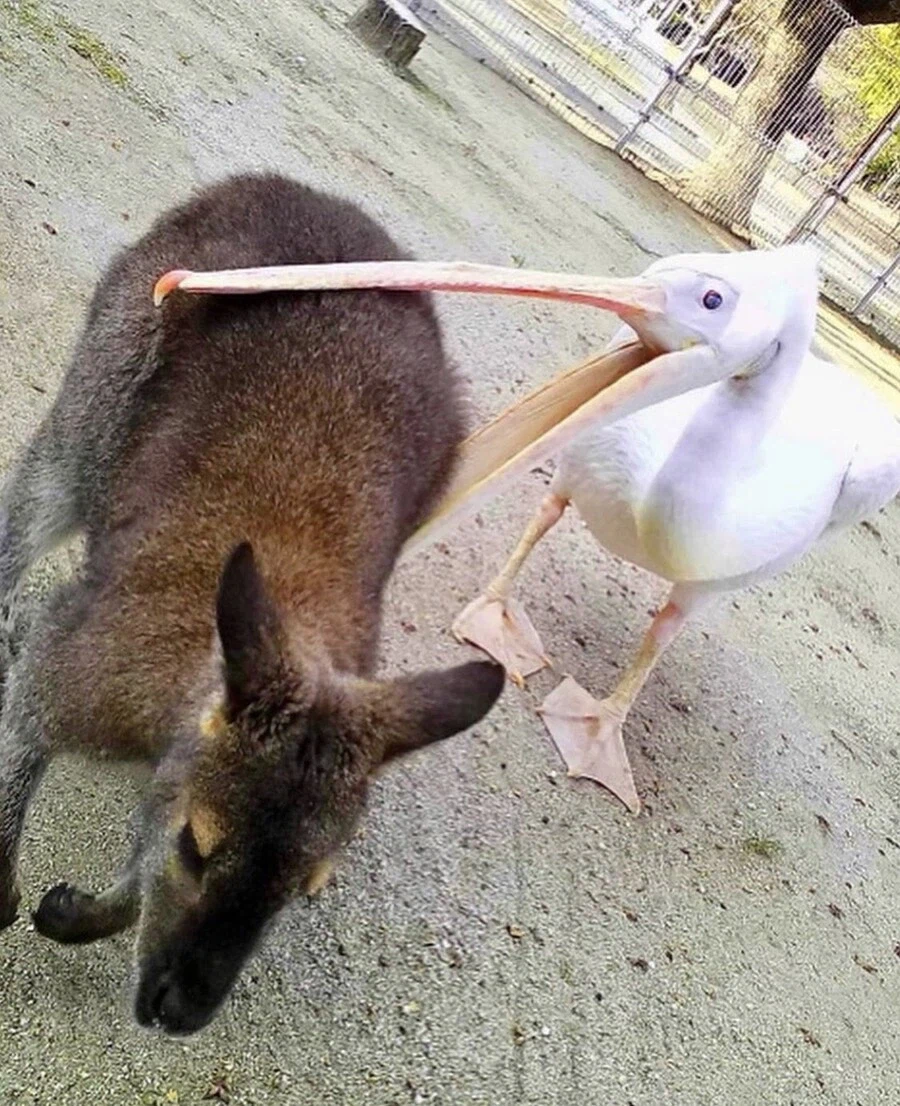 뭐든지 최선을 다하는 새.jpg_5.webp