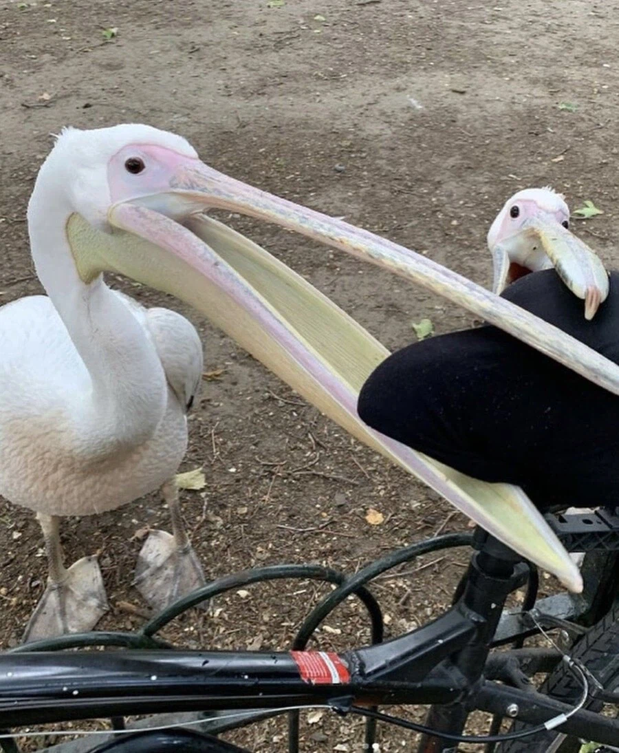 뭐든지 최선을 다하는 새.jpg_7.webp