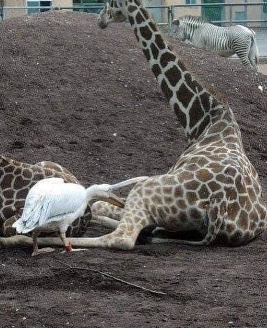 뭐든지 최선을 다하는 새.jpg_8.webp