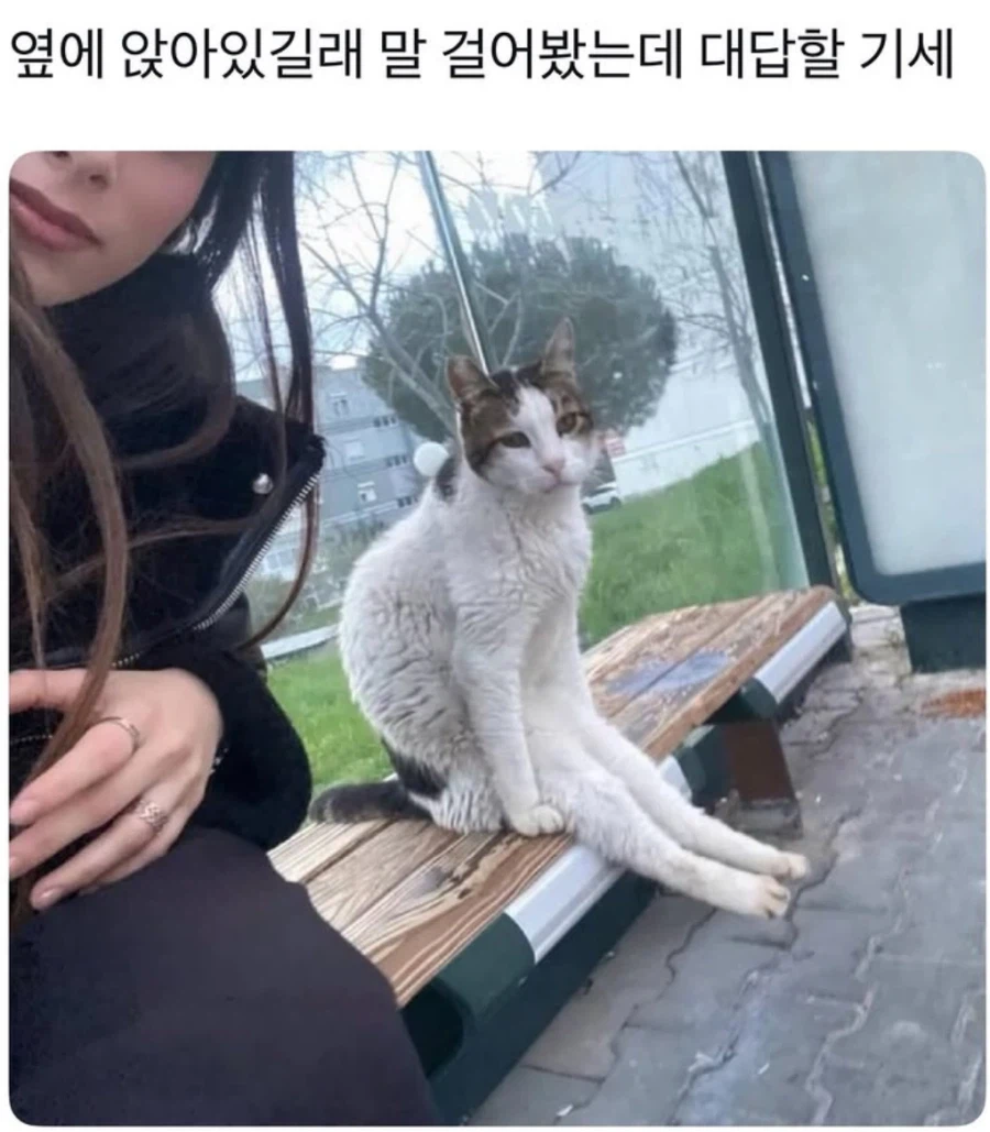 대답할 것 같은 고앵이_1.webp