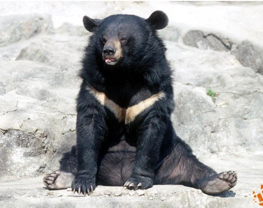 한국인을 해외에서 마주치면 굉장히 위험한 이유_1.webp