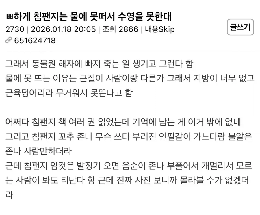 침팬지는 물에 못떠서 수영을 못한대.jpg_1.webp