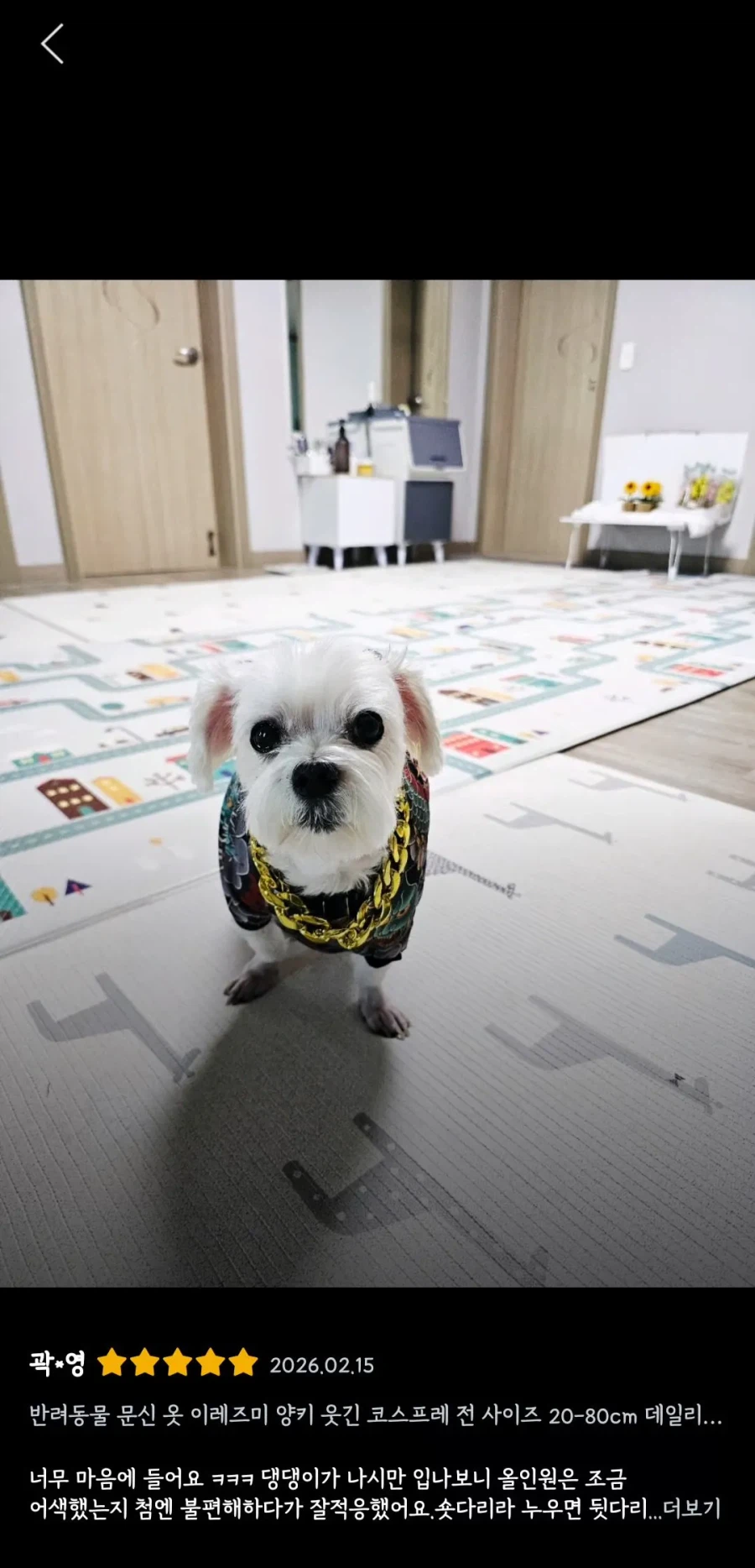 강아지 유치원에서 초반 기강잡는 방법.jpg_4.webp