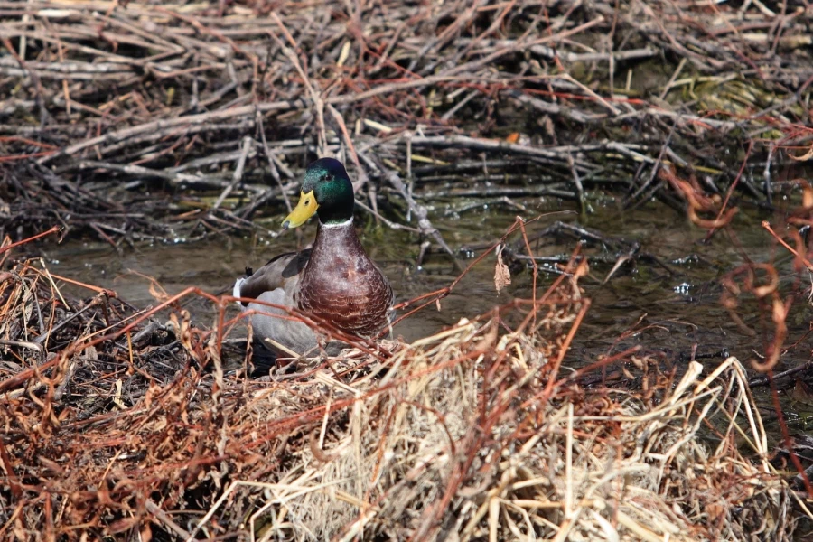 혼란한 틈을 타 동네산책_1.webp