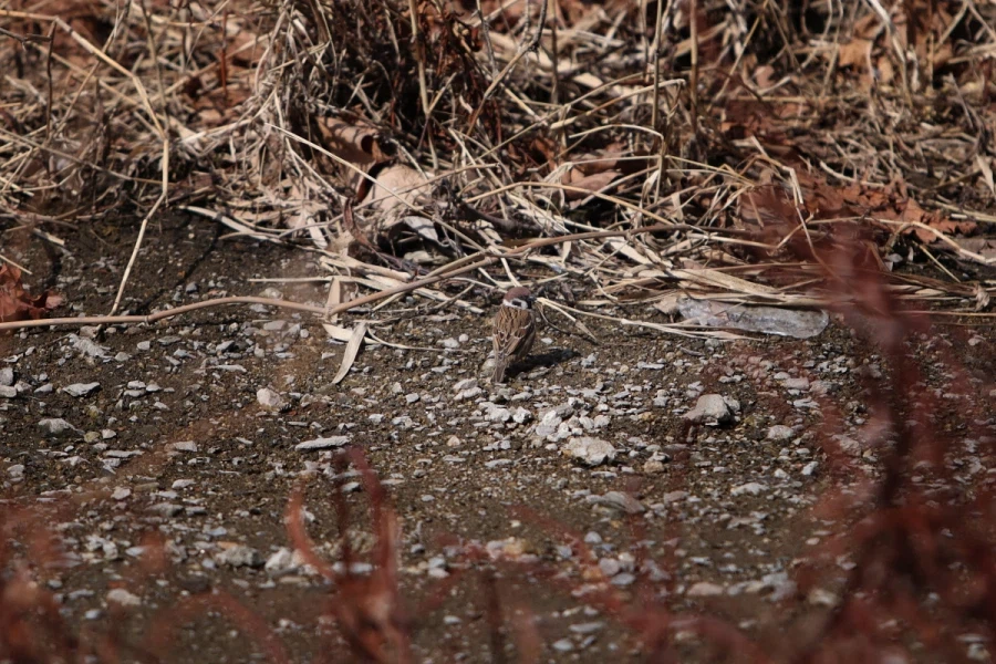 혼란한 틈을 타 동네산책_2.webp