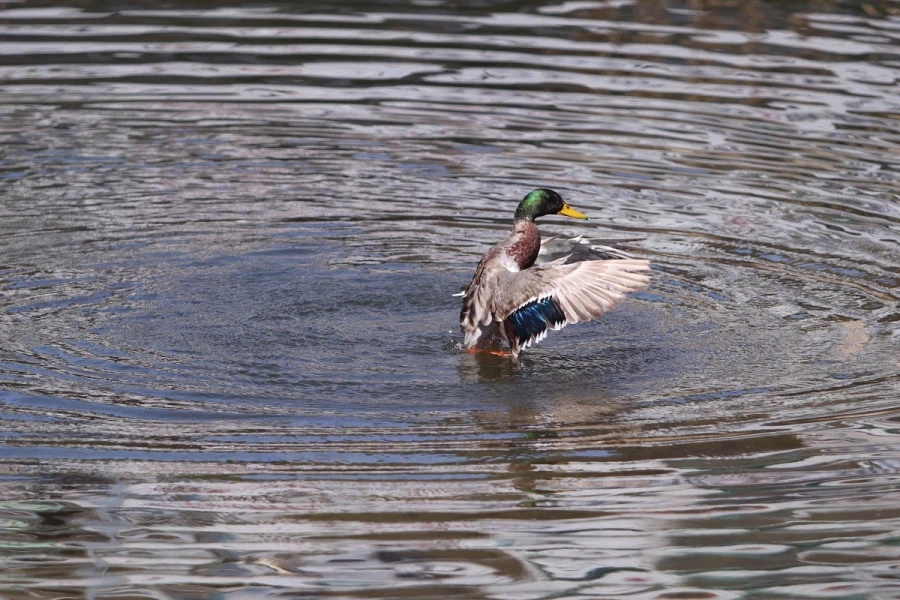 혼란한 틈을 타 동네산책_3.webp