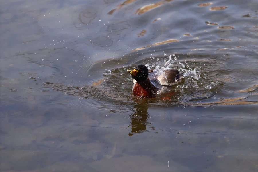 혼란한 틈을 타 동네산책_4.webp