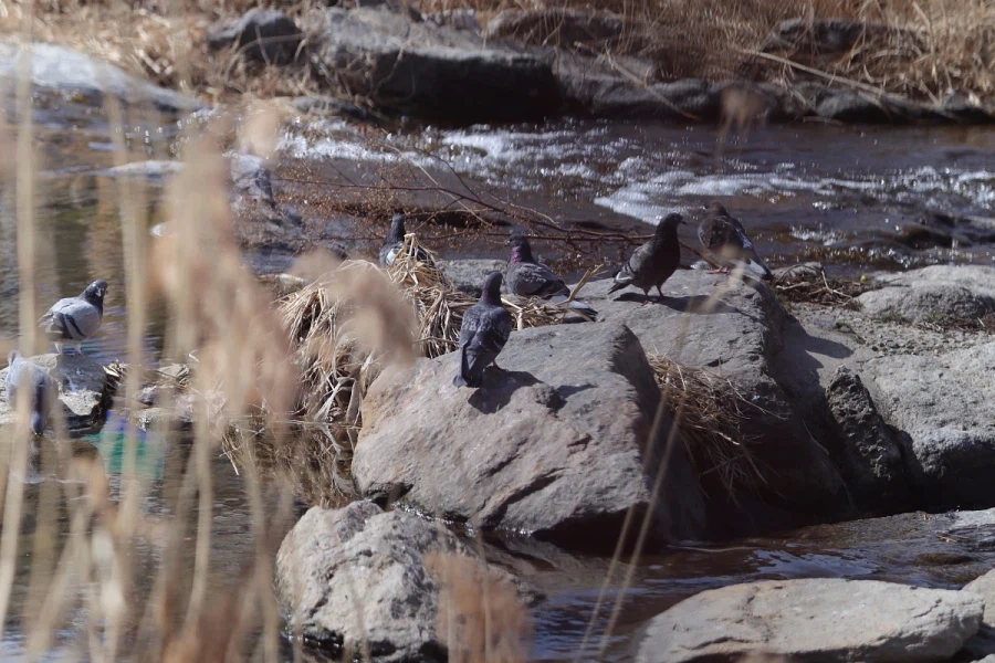 혼란한 틈을 타 동네산책_5.webp