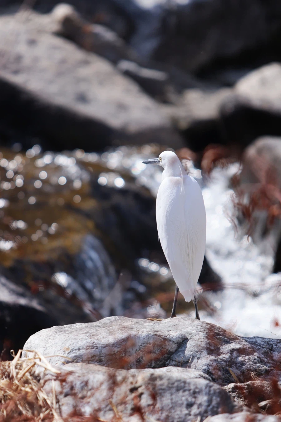 혼란한 틈을 타 동네산책_6.webp