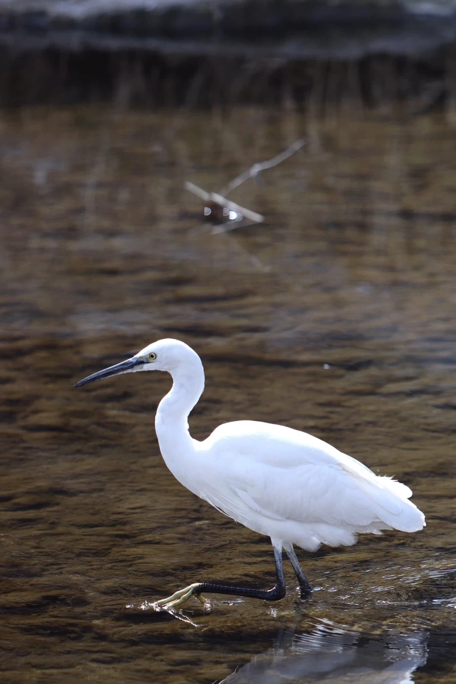 혼란한 틈을 타 동네산책_7.webp