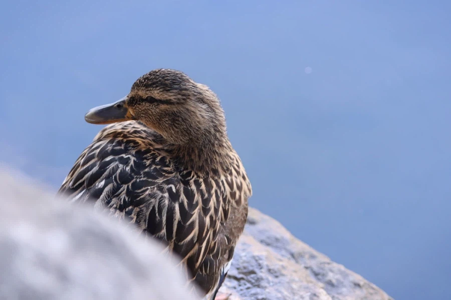 혼란한 틈을 타 동네산책_9.webp