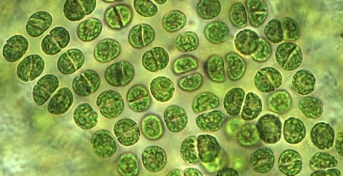 영양학적으로 100점에 가깝지만 주류식품에 못 드는 식재료_1.webp