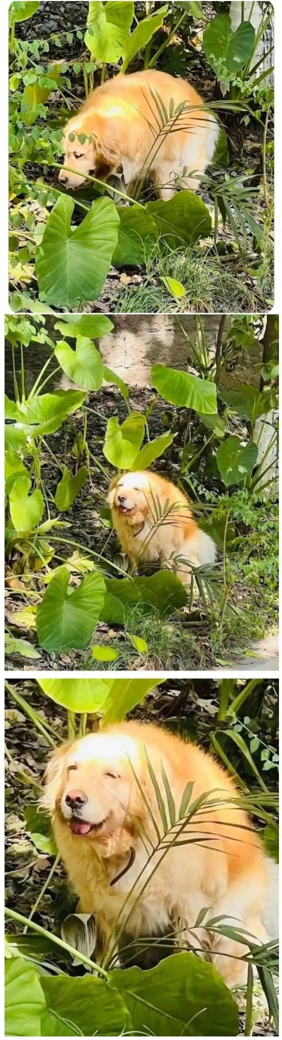 세상에서 가장 행복한 표정을 짓는 강아지_1.webp