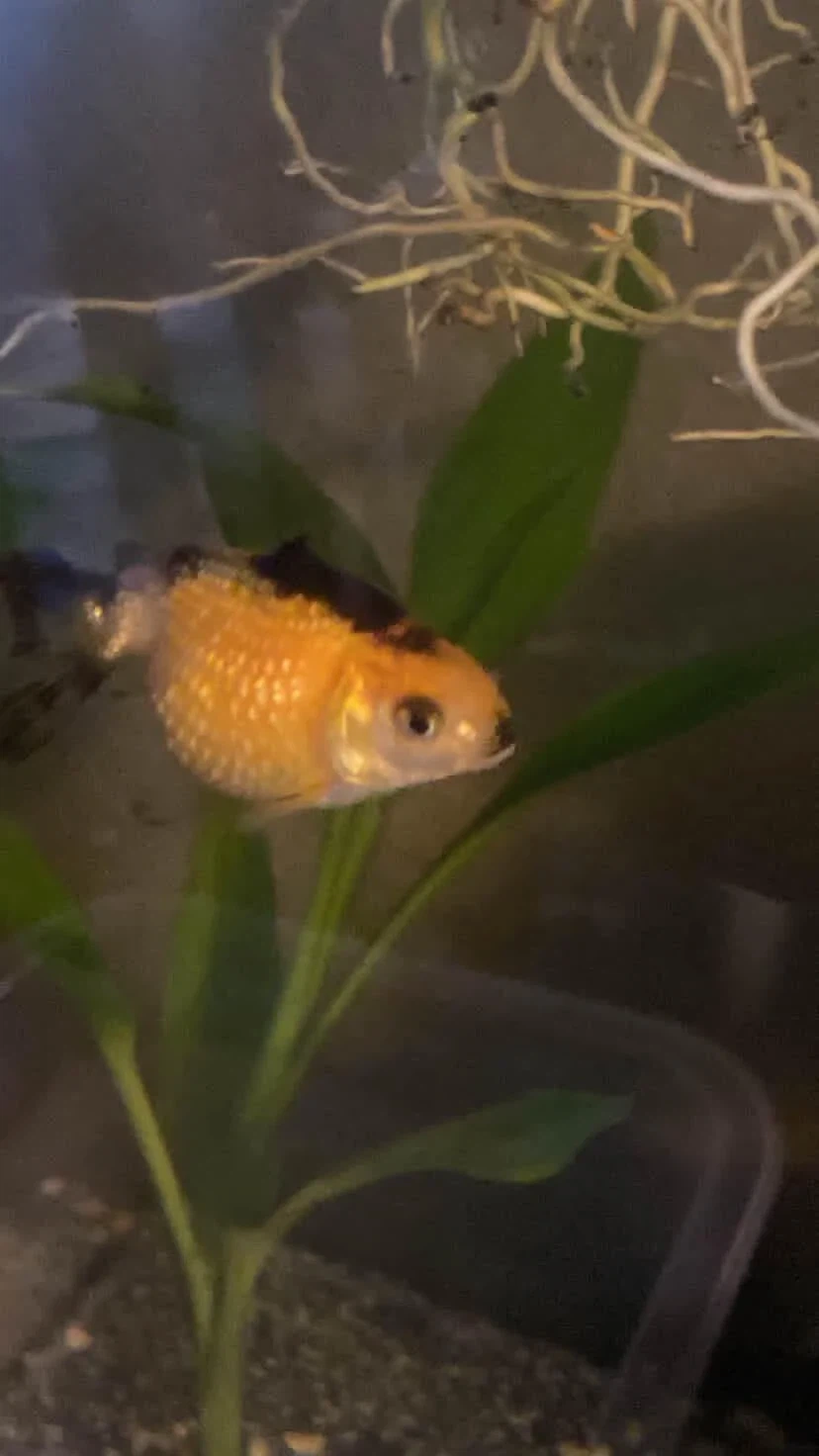 국력은 붕어에 있는 것이 아니고 공격에 있다_1.webp