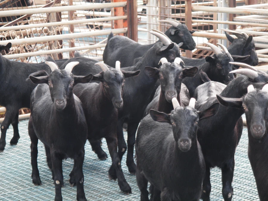 의외로 개고기 금지 후 반발이 적은 이유_1.webp