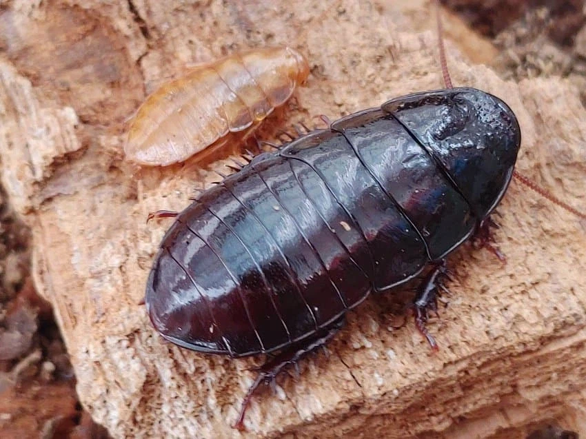 혐) 흰개미와 바퀴의 유연관계를 연구하는 키가 되는 바퀴_1.webp