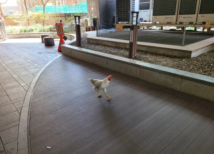 도시에 돌아다니면 이상한 조류_1.webp