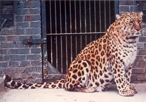 한국의 마지막 표범_1.webp