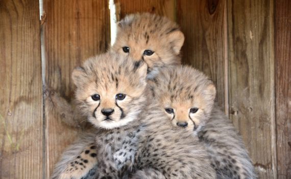 얼굴 줄무늬 덕분에 우울해보이는 어린 치타들_2.jpg