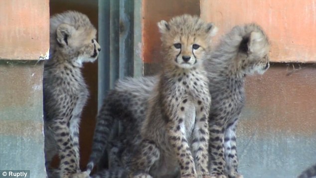 얼굴 줄무늬 덕분에 우울해보이는 어린 치타들_3.jpg