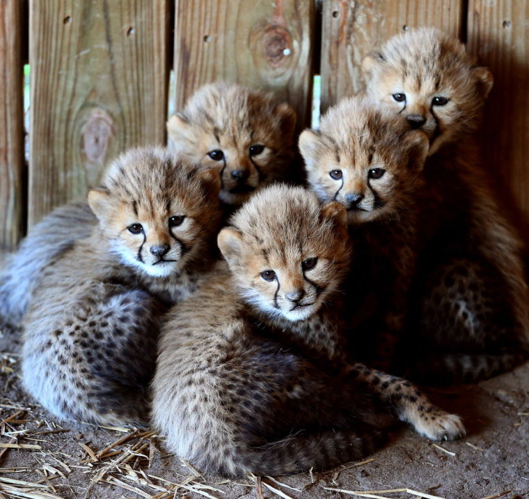 얼굴 줄무늬 덕분에 우울해보이는 어린 치타들_5.jpg